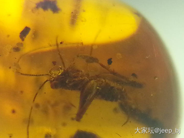 发几个虫子_琥珀蜜蜡