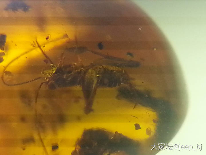 发几个虫子_琥珀蜜蜡