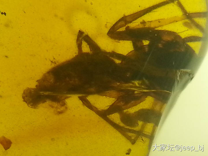 发几个虫子_琥珀蜜蜡