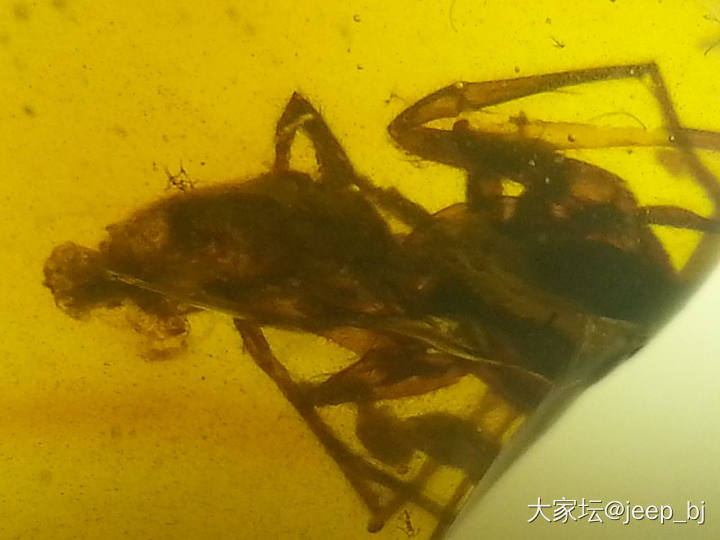 发几个虫子_琥珀蜜蜡