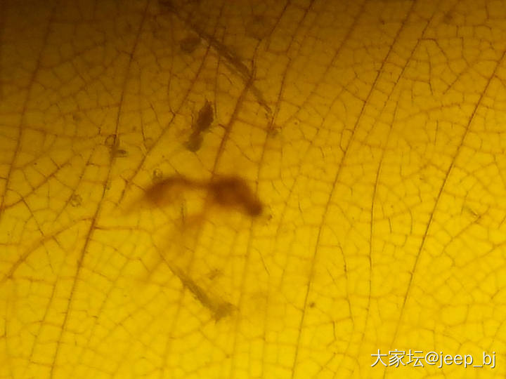 发几个虫子_琥珀蜜蜡