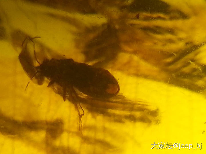 发几个虫子_琥珀蜜蜡