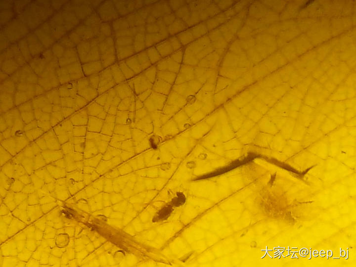 发几个虫子_琥珀蜜蜡