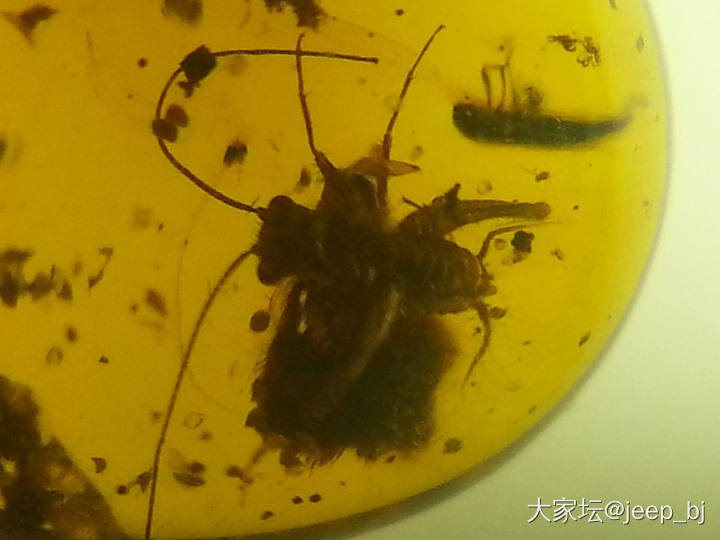 发几个虫子_琥珀蜜蜡