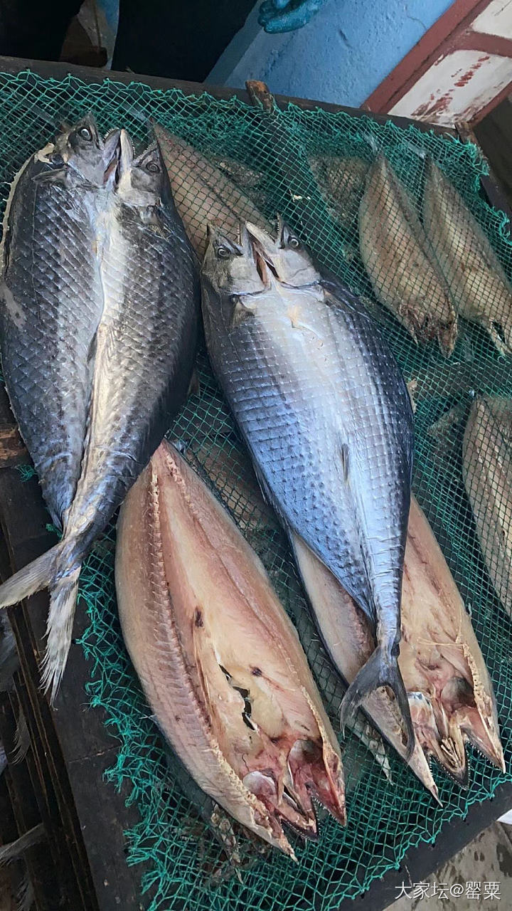 大家有没有好的冻肉店海鲜店推荐_食材