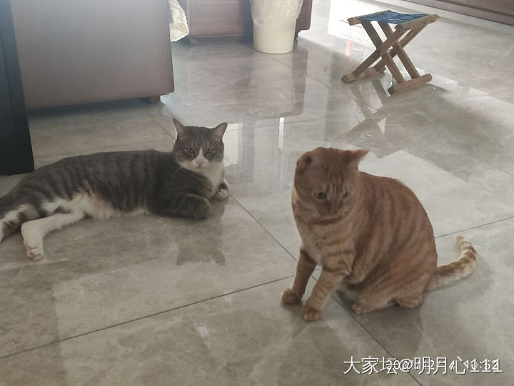 家里温度怎么样，看它俩就知道了_猫