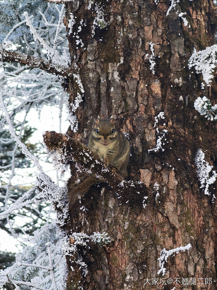 西岭雪山的松鼠可太可爱了叭！！_松鼠