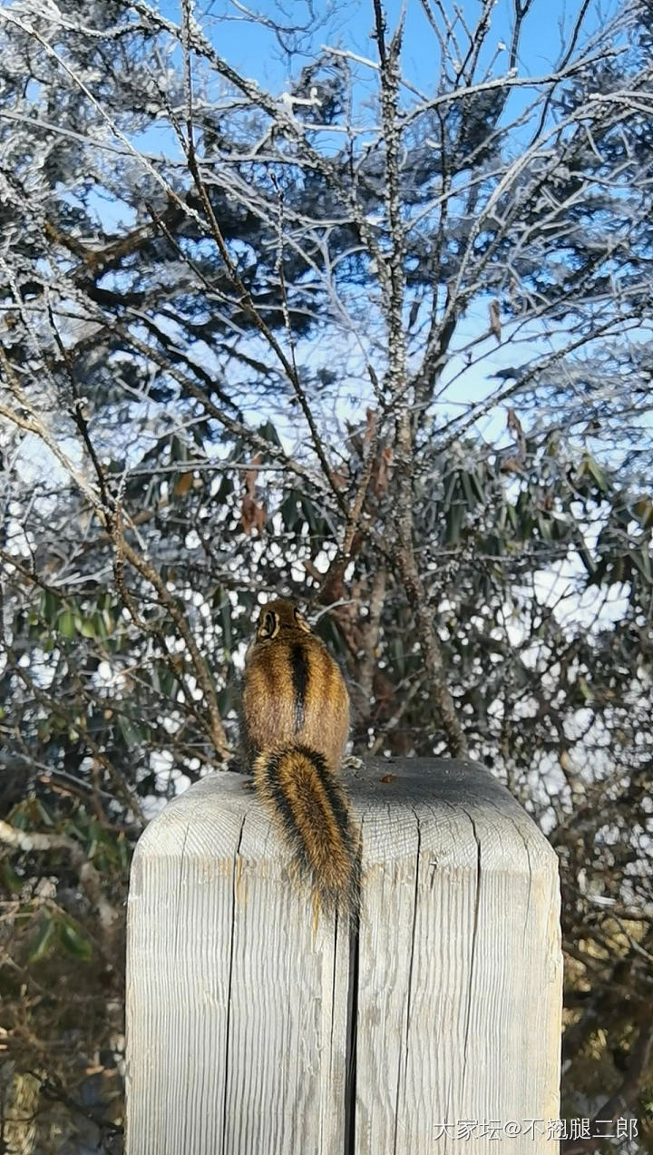 西岭雪山的松鼠可太可爱了叭！！_松鼠