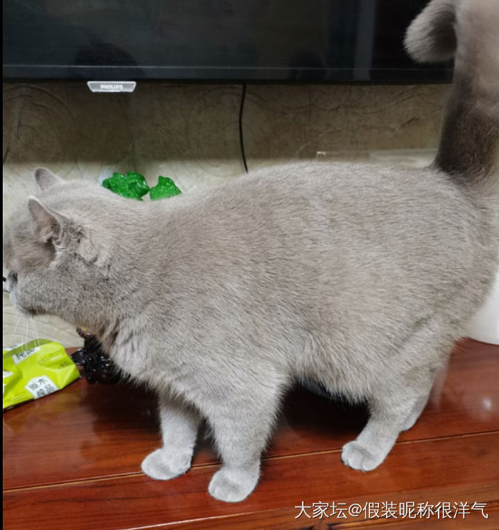 母猫尾巴总是翘着吗？豆包的尾巴怎么也呼啦不下来。_猫