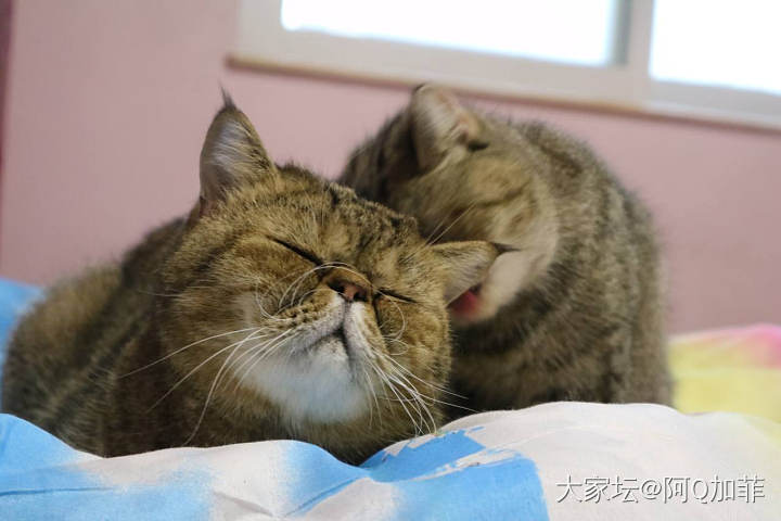 好久没有拍猫了_猫宠物