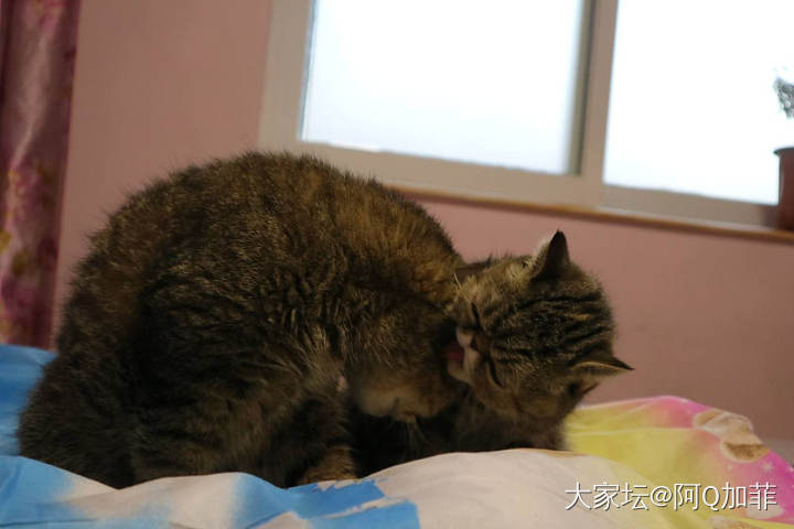 好久没有拍猫了_猫宠物