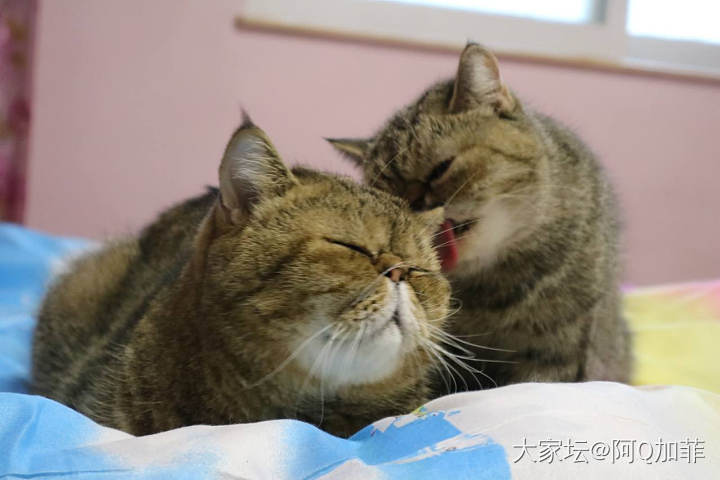 好久没有拍猫了_猫宠物