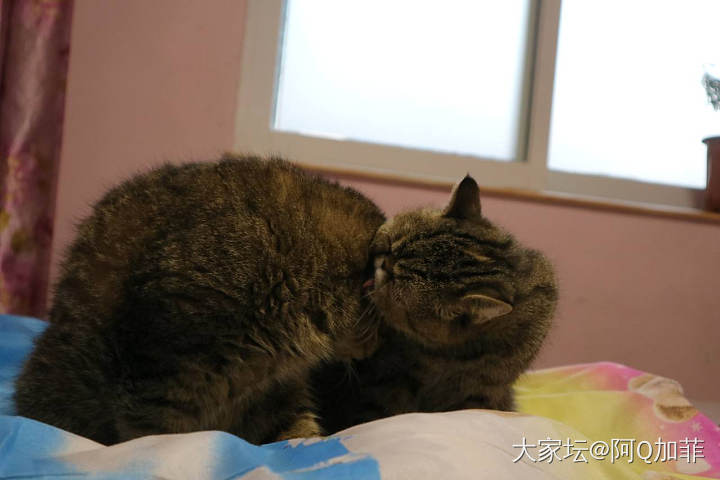 好久没有拍猫了_猫宠物