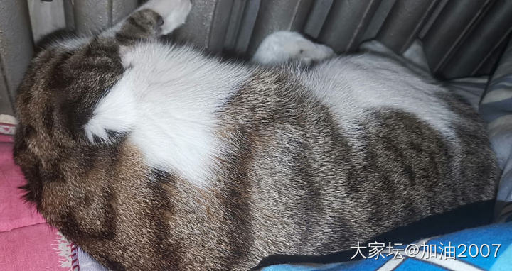 头顶暖气睡觉的小咪_猫