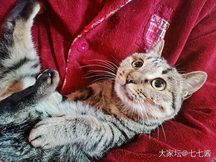 捡来的流浪猫要不要养_猫