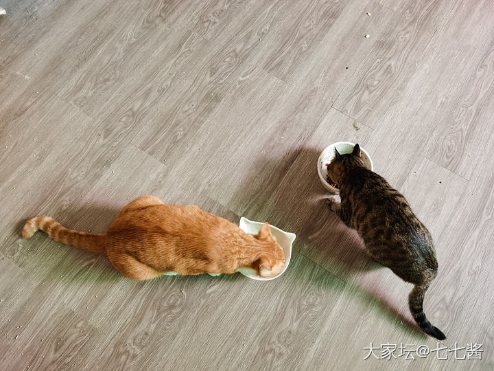 捡来的流浪猫要不要养_猫