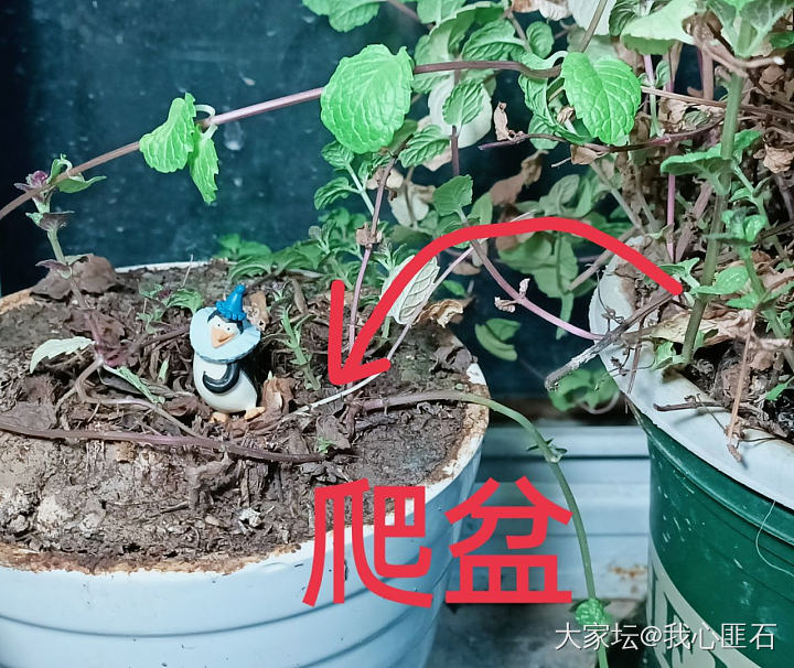 一开始是养花花草草，不活就养肉，肉也不活就开始养球了。。。_植物