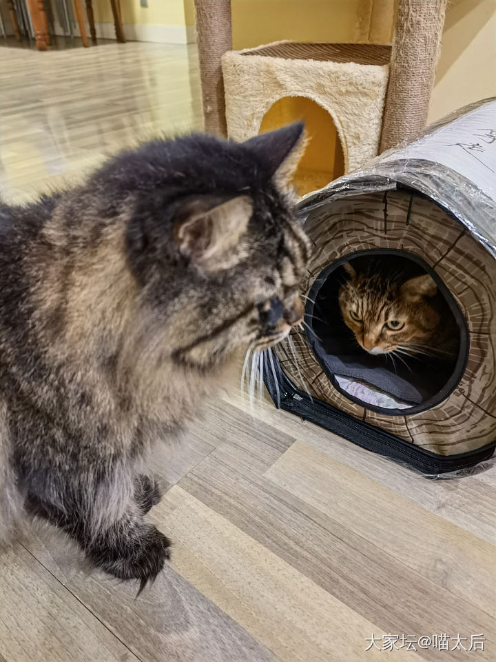 申领的流浪猫窝到了_猫