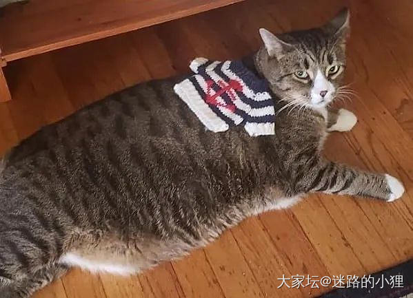 猫大十八变~_猫