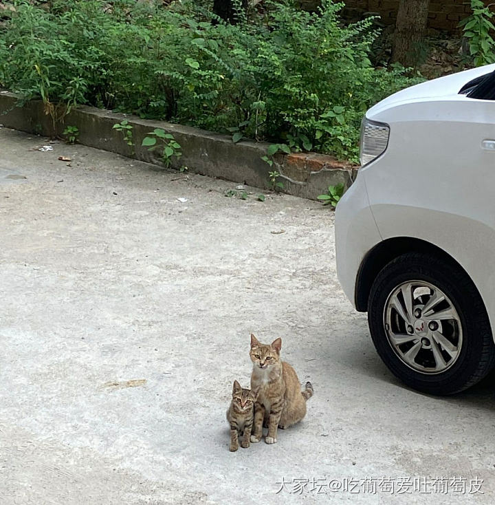 猫大十八变~_猫