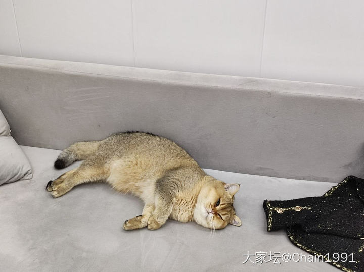 金渐层小猫咪两个多月啦_猫