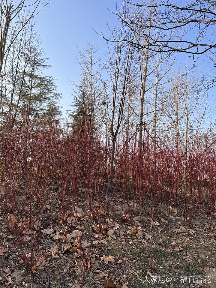 新年快乐_节日景色