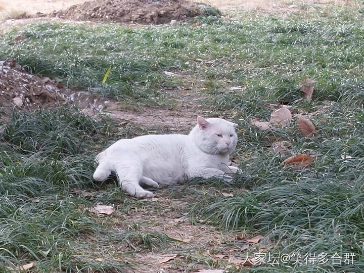 小区流浪的大白🐱_宠物