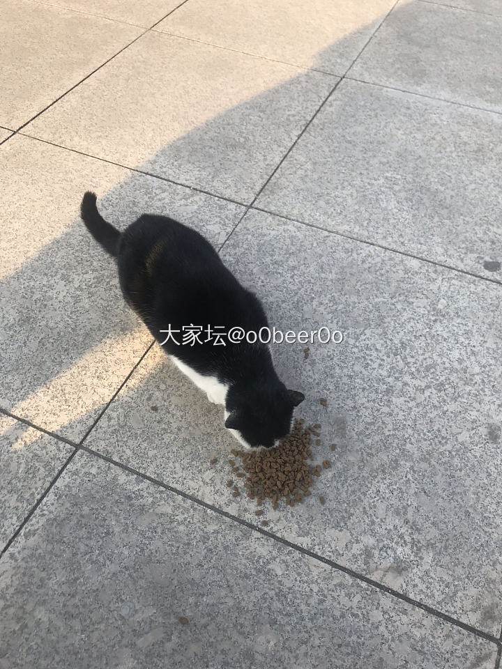 小区流浪的大白🐱_宠物