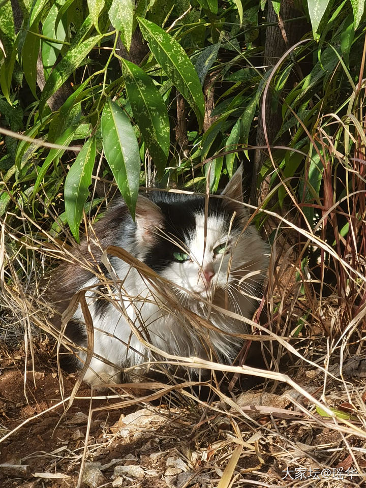 好美的眼睛，像什么宝石？_猫