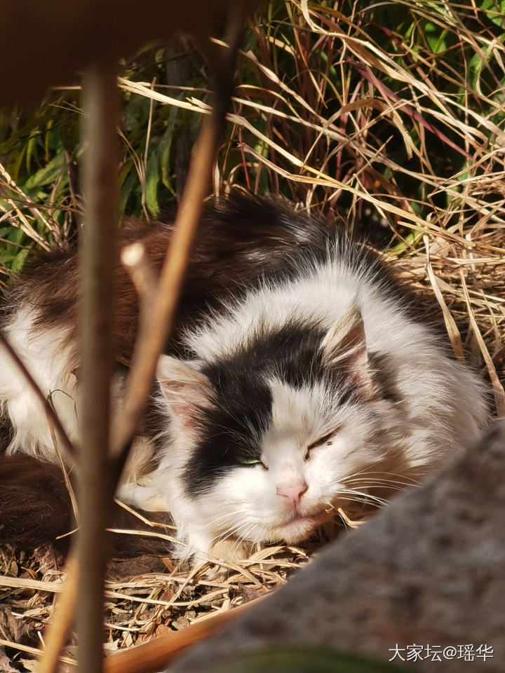 好美的眼睛，像什么宝石？_猫