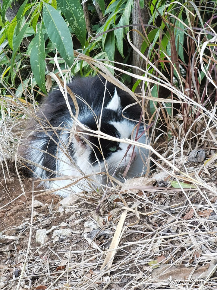 好美的眼睛，像什么宝石？_猫