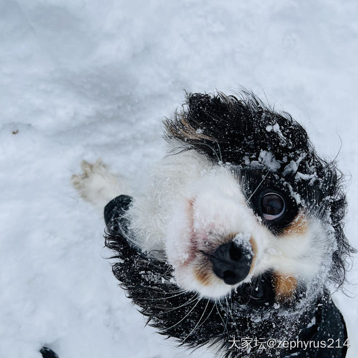 我吃了雪人☃️的眼睛_狗