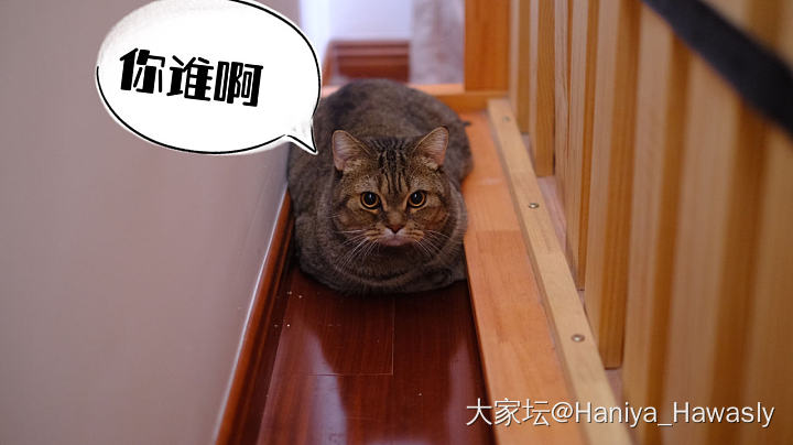 怂包吼_猫