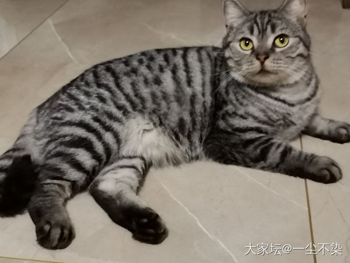 怂包吼_猫