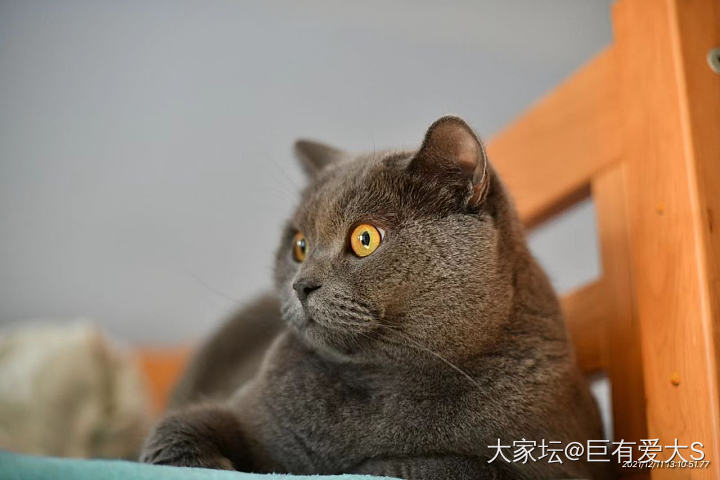 还是爸爸拍的好看😊_猫