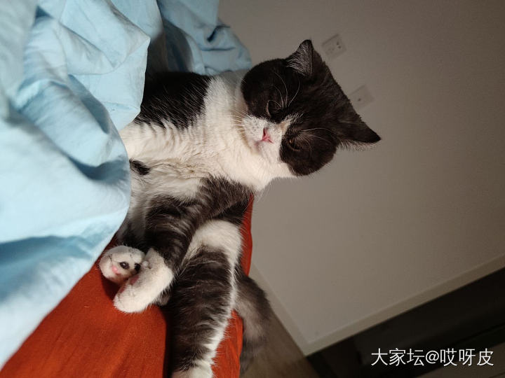 阳光明媚_猫