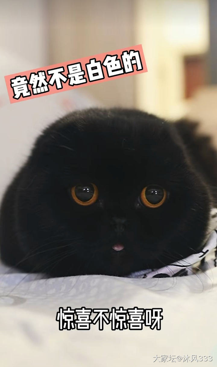 清理手机旧照片_猫