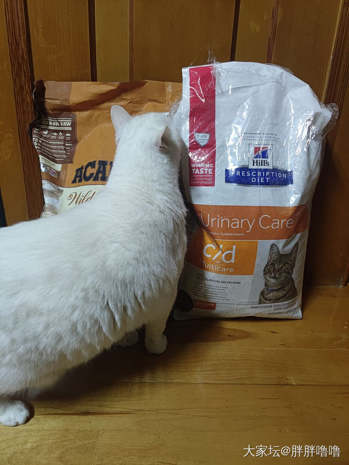 一袋5.4kg，一袋6kg，在他面前都显得如此迷你。_猫