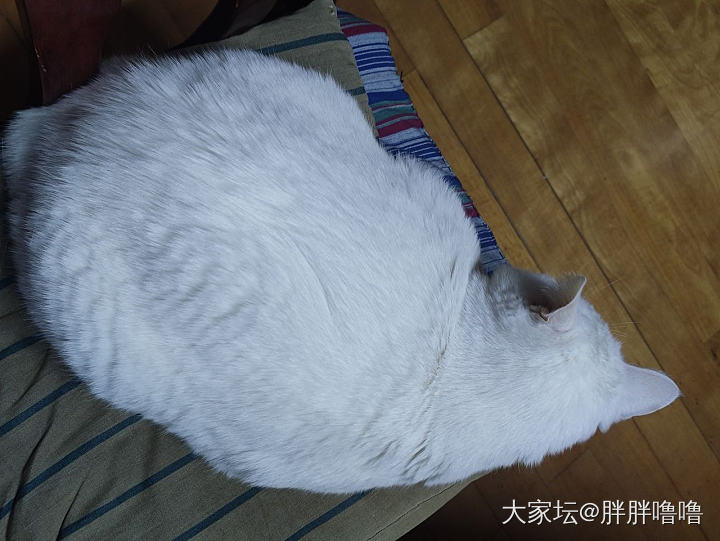 一袋5.4kg，一袋6kg，在他面前都显得如此迷你。_猫