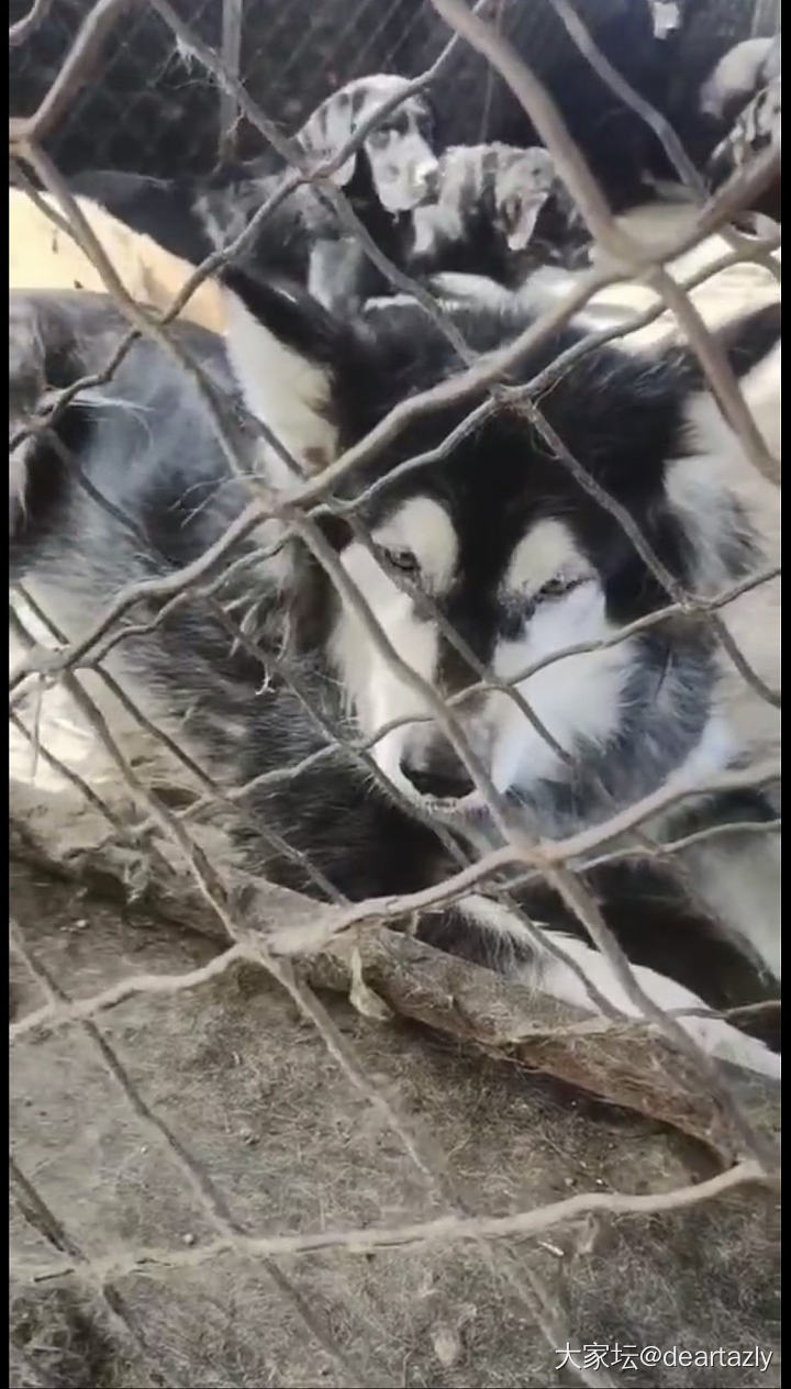 冬天的吉林狗场_狗