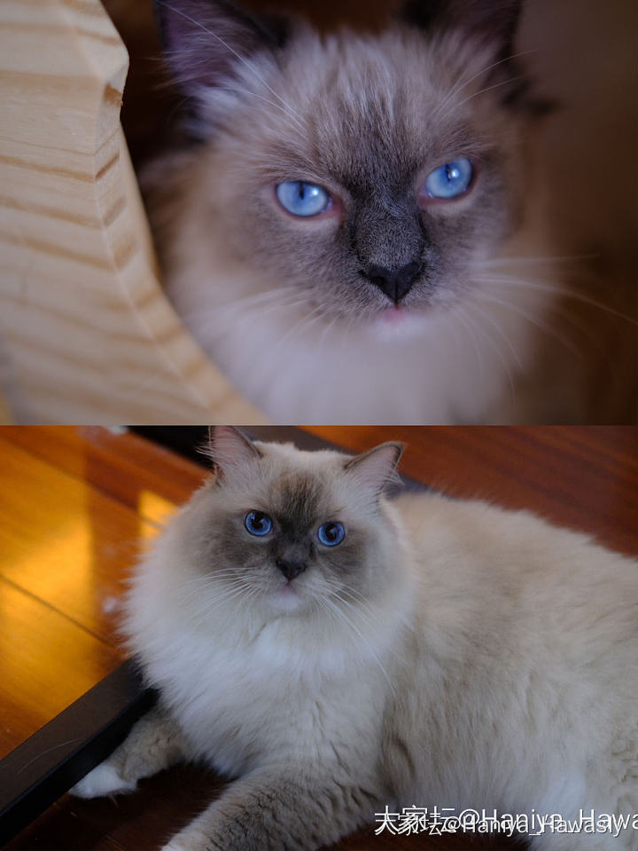 妹妹版本的before & after_猫