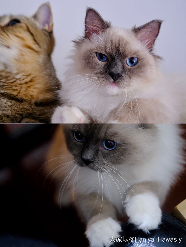 妹妹版本的before & after_猫