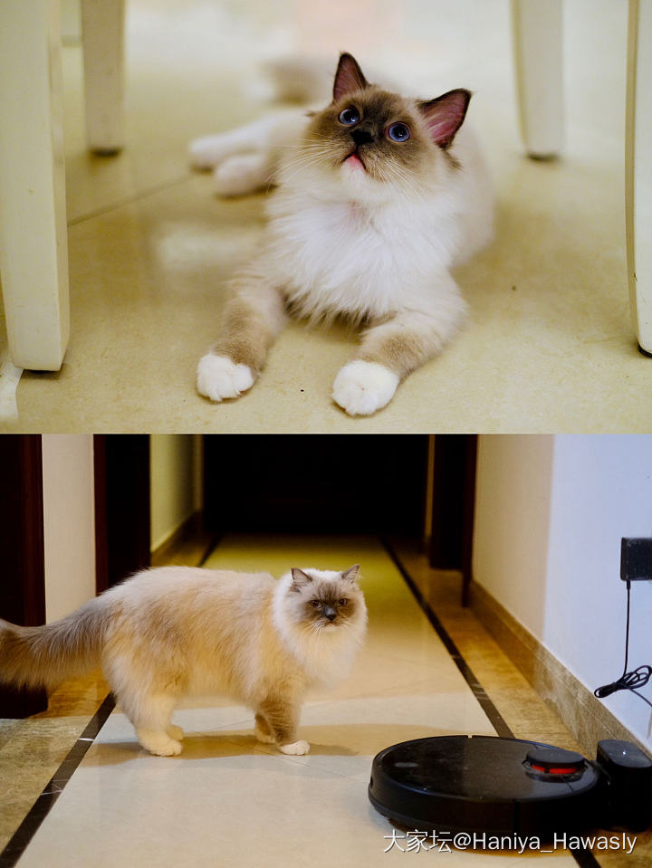 妹妹版本的before & after_猫