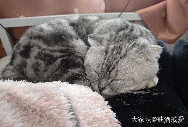 大家的猫咪都听话吗_猫