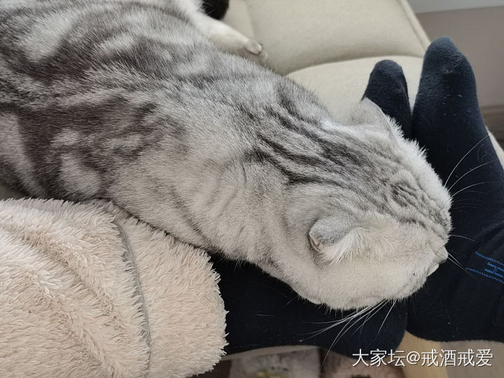 大家的猫咪都听话吗_猫