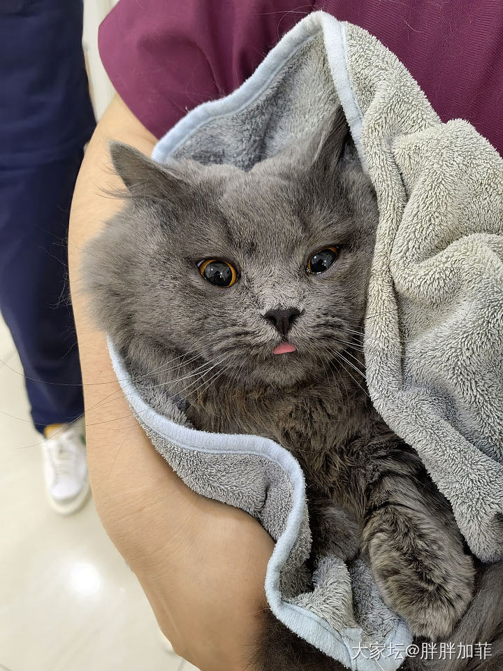 胖呆：再见了…我的小母猫们😢_宠物猫