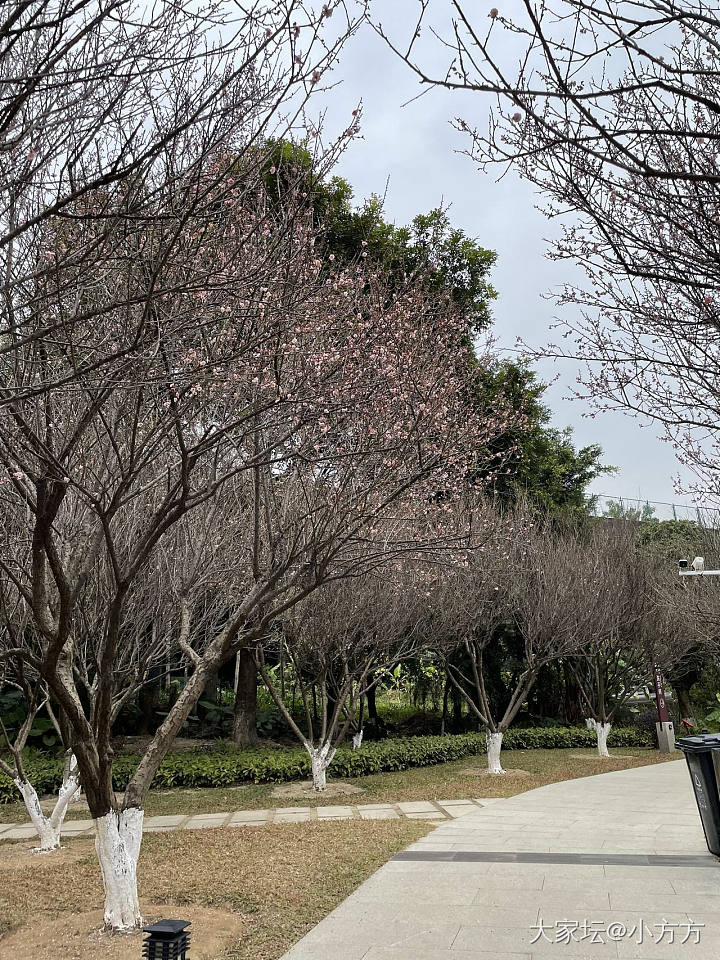 香雪_花