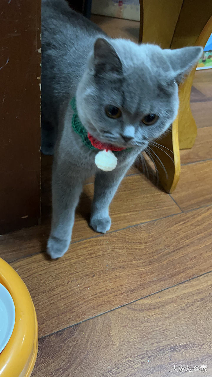 小可爱来啦_猫