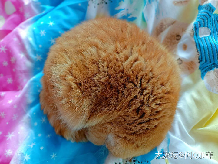 长了个猴头菇😆_猫