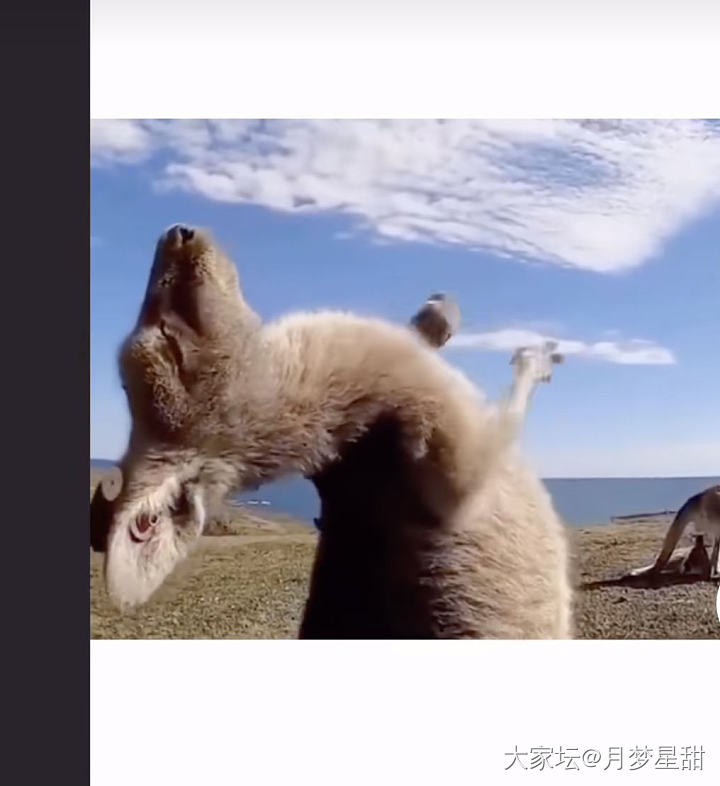一只花皮小蚂蚁_文玩葫芦